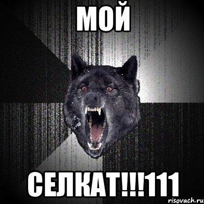 МОЙ СЕЛКАТ!!!111, Мем Сумасшедший волк