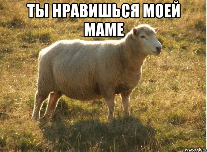 ты нравишься моей маме , Мем Типичная овца