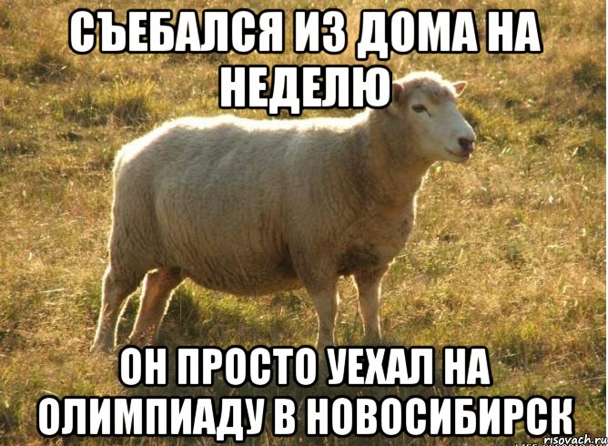 Съебался из дома на неделю Он просто уехал на олимпиаду в Новосибирск, Мем Типичная овца