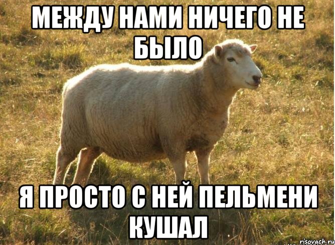 МЕЖДУ НАМИ НИЧЕГО НЕ БЫЛО Я ПРОСТО С НЕЙ ПЕЛЬМЕНИ КУШАЛ, Мем Типичная овца