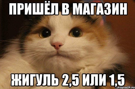 пришёл в магазин жигуль 2,5 или 1,5, Мем  Кот в недоразумении