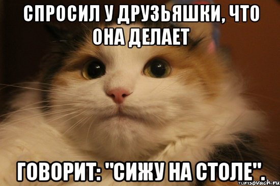 СПРОСИЛ У ДРУЗЬЯШКИ, ЧТО ОНА ДЕЛАЕТ ГОВОРИТ: "СИЖУ НА СТОЛЕ"., Мем  Кот в недоразумении