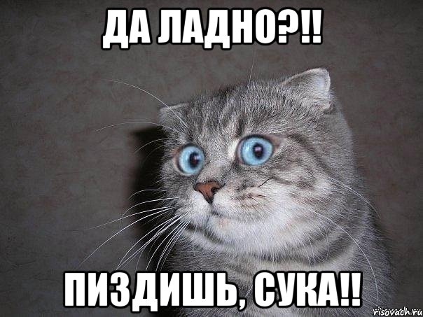 Да ладно?!! Пиздишь, сука!!, Мем  удивлённый кот