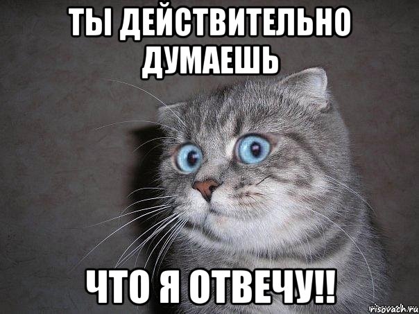 ты действительно думаешь что я отвечу!!, Мем  удивлённый кот