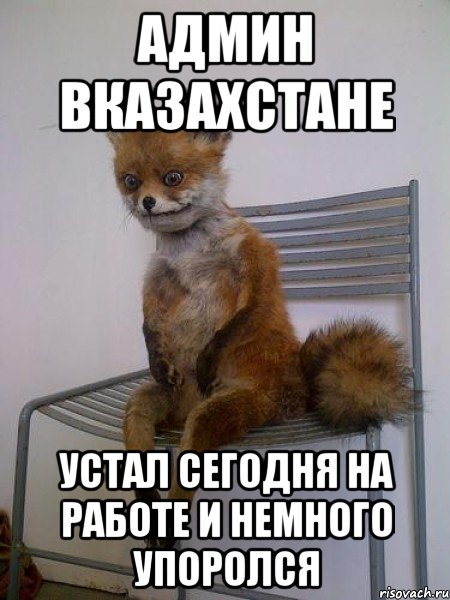 АДМИН ВКАЗАХСТАНЕ УСТАЛ СЕГОДНЯ НА РАБОТЕ И НЕМНОГО УПОРОЛСЯ, Мем Упоротая лиса