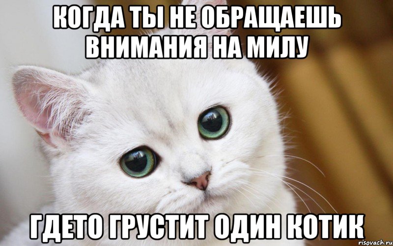 Когда ты не обращаешь внимания на Милу Гдето грустит один котик, Мем  В мире грустит один котик