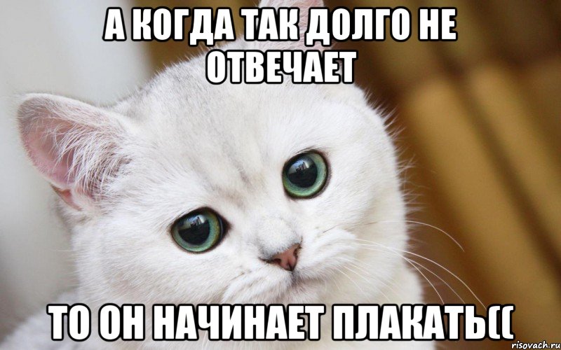 А когда так долго не отвечает то он начинает плакать((, Мем  В мире грустит один котик