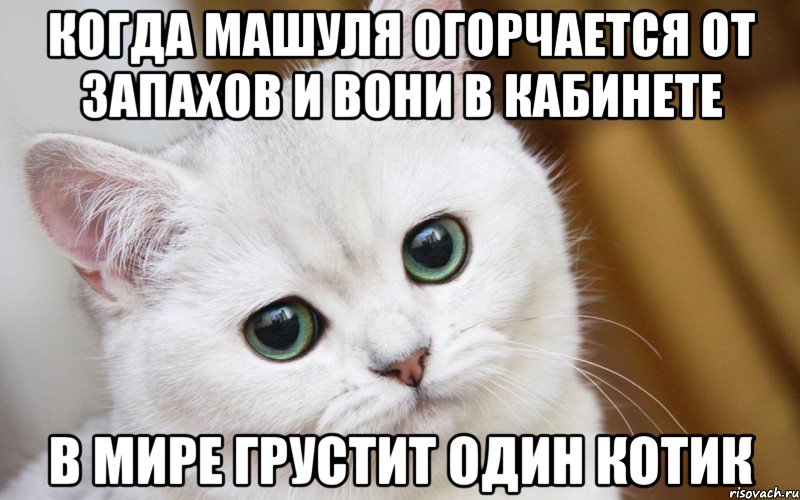 Когда Машуля огорчается от запахов и вони в кабинете В мире грустит один котик, Мем  В мире грустит один котик