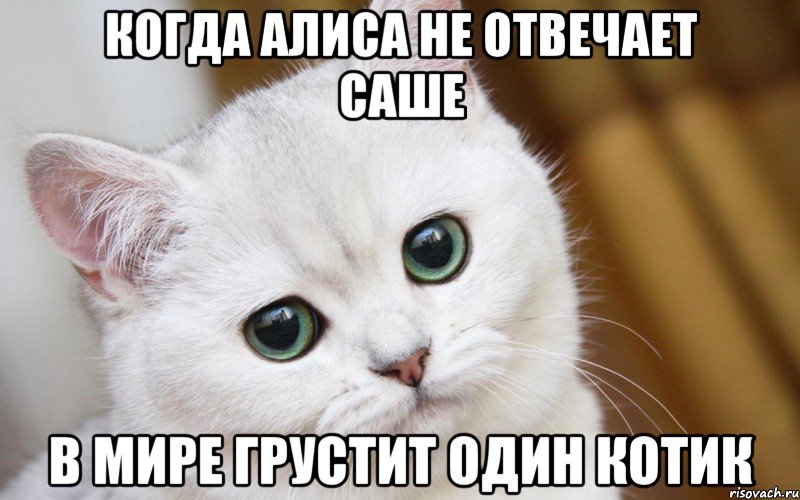 Когда Алиса не отвечает Саше В мире грустит один котик, Мем  В мире грустит один котик