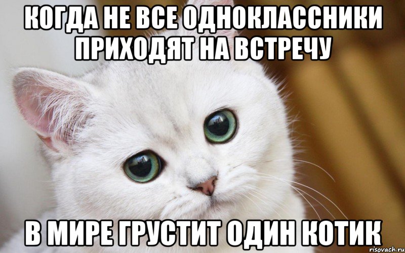 Когда не все одноклассники приходят на встречу в мире грустит один котик, Мем  В мире грустит один котик