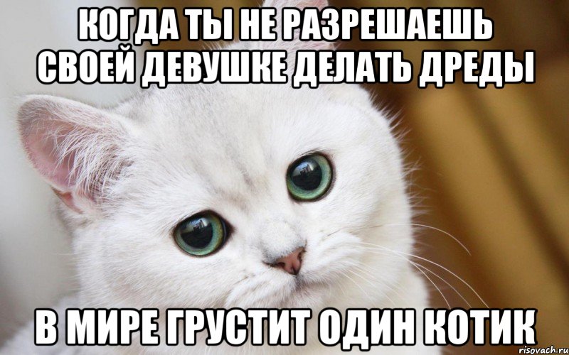 Когда ты не разрешаешь своей девушке делать дреды в мире грустит один котик, Мем  В мире грустит один котик