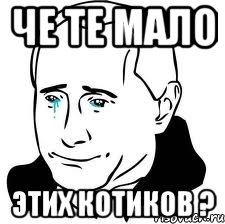 че те мало этих котиков ?