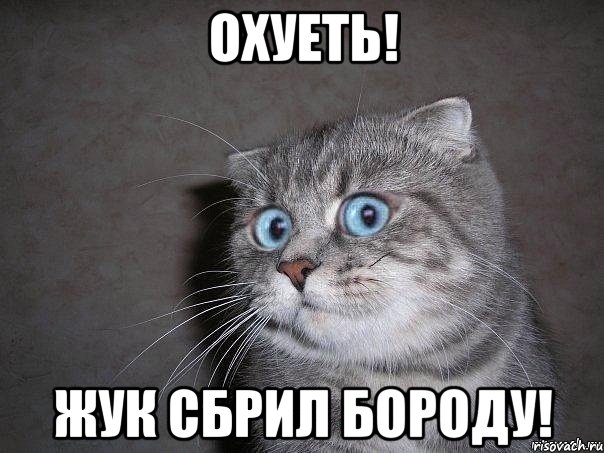 ОХУЕТЬ! ЖУК СБРИЛ БОРОДУ!, Мем  удивлённый кот