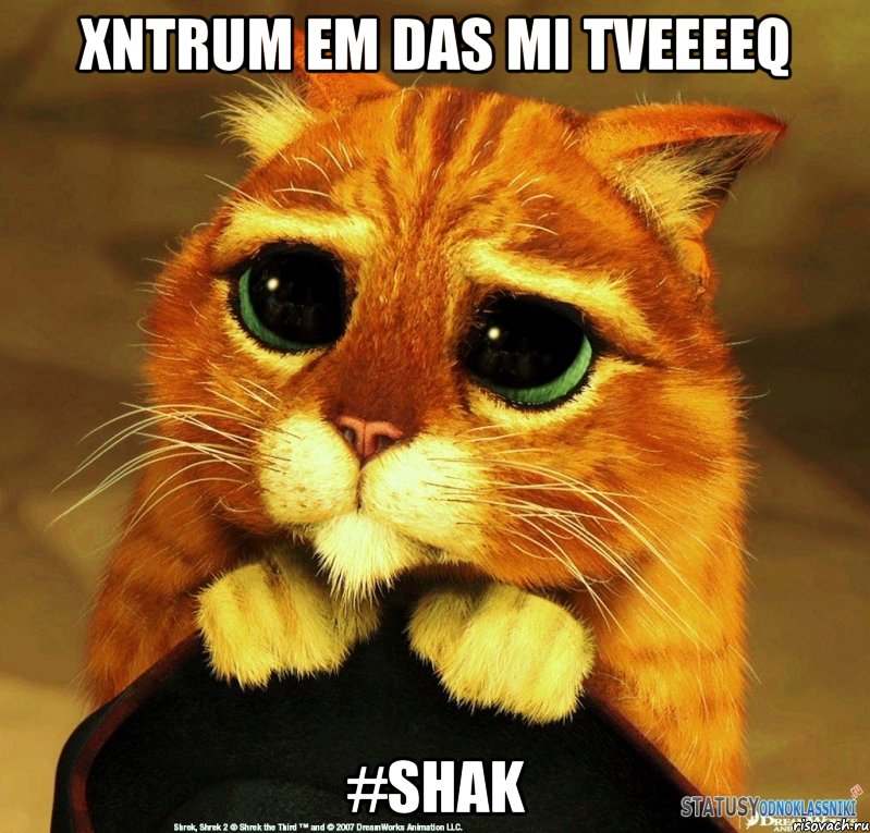 Xntrum em das mi tveeeeq #Shak, Мем Котик из Шрека