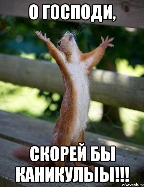 О господи, скорей бы каникулыы!!!, Мем    белка молится