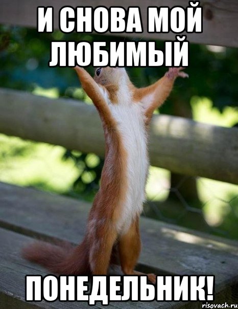 и снова мой любимый понедельник!, Мем    белка молится