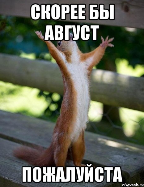 Скорее бы август пожалуйста, Мем    белка молится