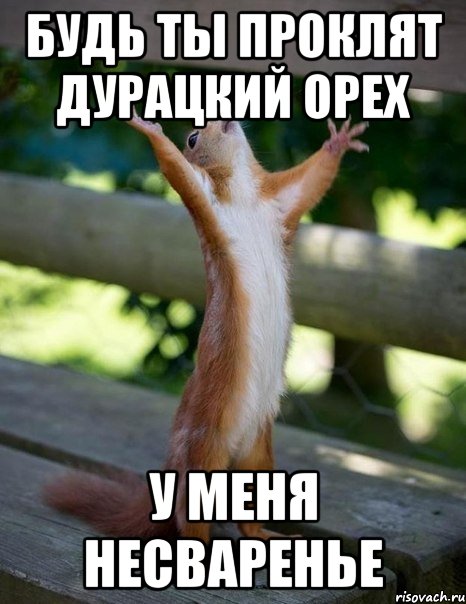 будь ты проклят дурацкий орех у меня несваренье, Мем    белка молится
