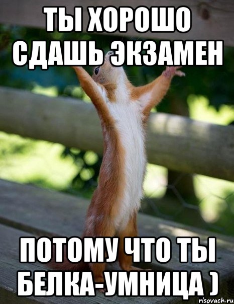 Ты хорошо сдашь экзамен потому что ты белка-умница ), Мем    белка молится