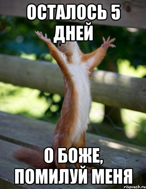 Осталось 5 дней О боже, помилуй меня, Мем    белка молится