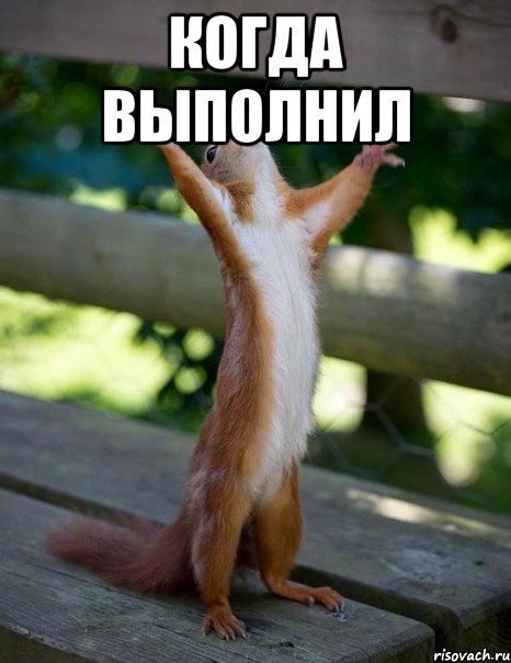 когда выполнил , Мем    белка молится