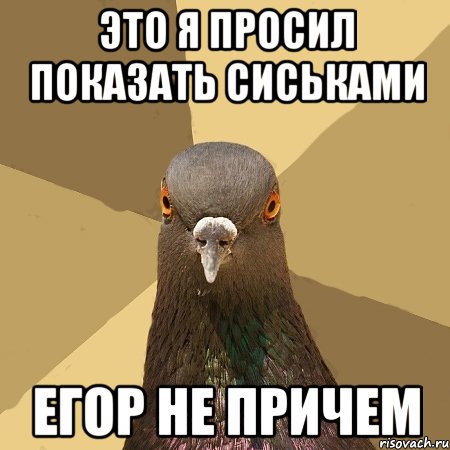 Это я просил показать сиськами Егор не причем, Мем голубь