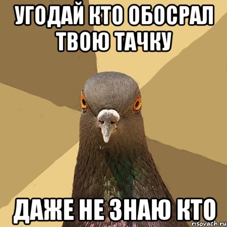 угодай кто обосрал твою тачку даже не знаю кто, Мем голубь