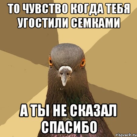 то чувство когда тебя угостили семками а ты не сказал спасибо, Мем голубь