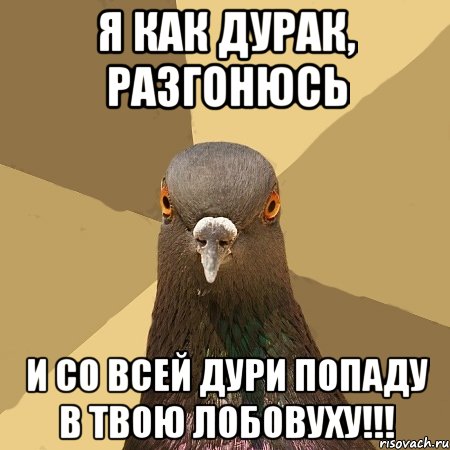 Я как дурак, разгонюсь и со всей дури попаду в твою лобовуху!!!, Мем голубь