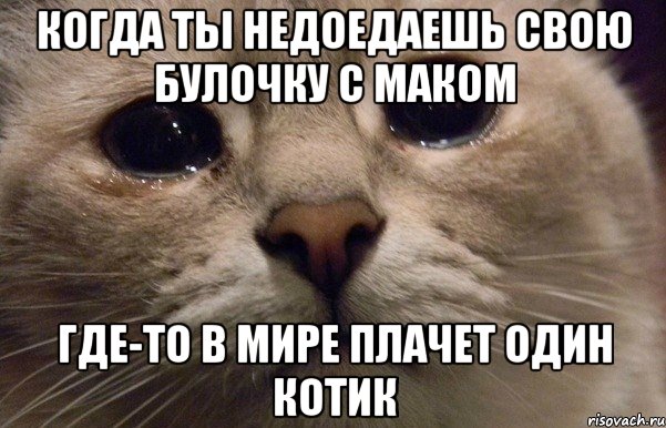 когда ты недоедаешь свою булочку с маком где-то в мире плачет один котик, Мем   В мире грустит один котик