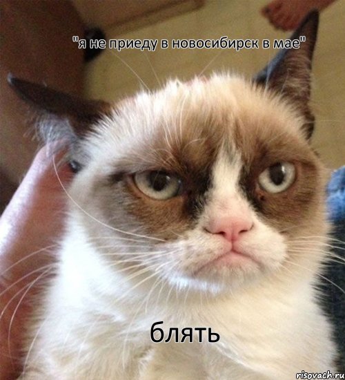 "я не приеду в новосибирск в мае" блять, Мем Грустный (сварливый) кот