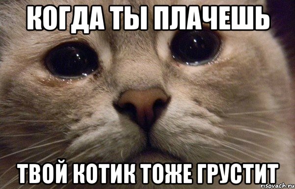 Когда ты плачешь Твой котик тоже грустит, Мем   В мире грустит один котик