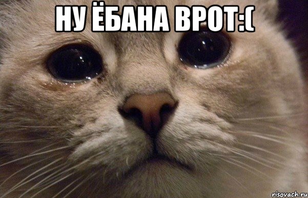 НУ ЁБАНА ВРОТ:( , Мем   В мире грустит один котик