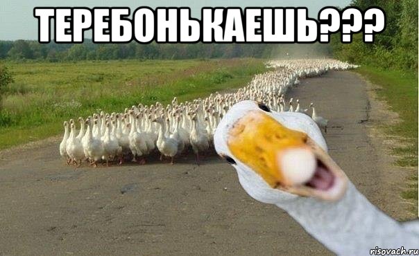 Теребонькаешь??? , Мем гуси