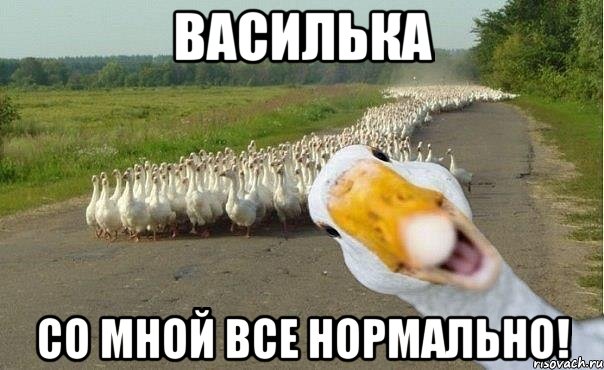 Василька со мной все нормально!, Мем гуси