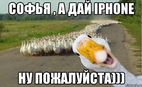 Софья , а дай iPhone Ну пожалуйста))), Мем гуси