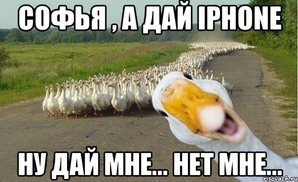 Софья , а дай iPhone Ну дай мне... Нет мне..., Мем гуси