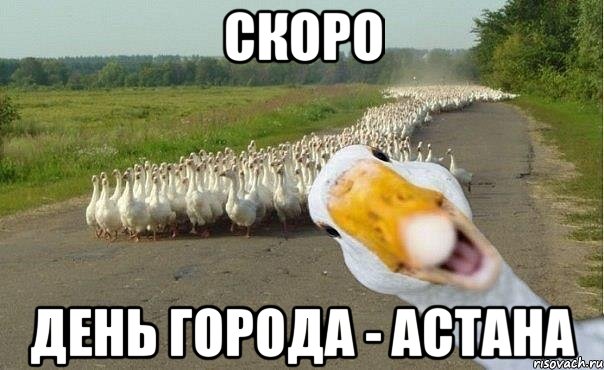 Скоро День города - Астана, Мем гуси