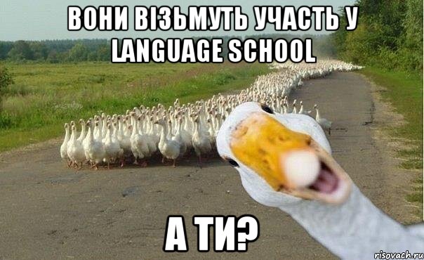 вони візьмуть участь у Language school а ти?, Мем гуси