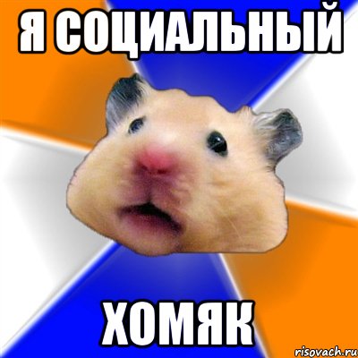 я социальный хомяк, Мем Хомяк