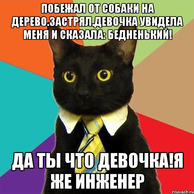 Побежал от собаки на дерево.Застрял.Девочка увидела меня и сказала: бедненький! Да ты что девочка!Я же инженер, Мем  Кошечка