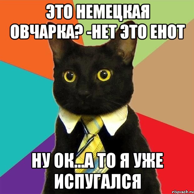 Это Немецкая овчарка? -нет это енот Ну ок...а то я уже испугался, Мем  Кошечка