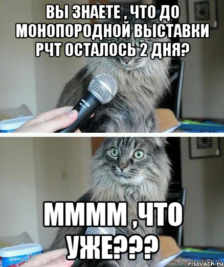 Вы знаете , что до монопородной выставки РЧТ осталось 2 дня? ММММ ,что уже???, Комикс  кот с микрофоном