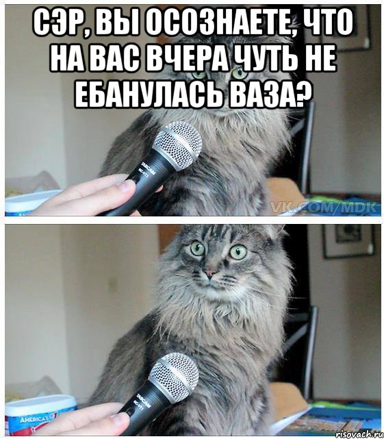 Сэр, вы осознаете, что на вас вчера чуть не ебанулась ваза? , Комикс  кот с микрофоном