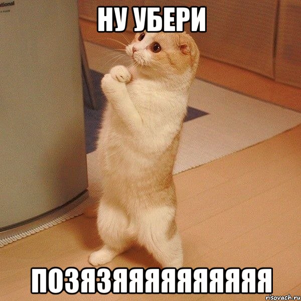 Ну убери Позязяяяяяяяяяя, Мем  котэ молится