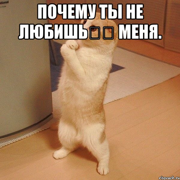 Почему ты не любишь❤️ меня. , Мем  котэ молится