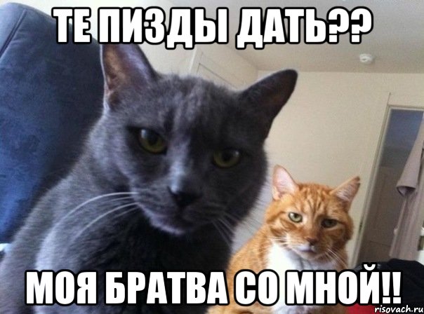 те пизды дать?? моя братва со мной!!, Мем  Два котэ