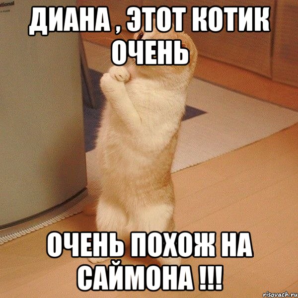 Диана , этот котик очень очень похож на Саймона !!!, Мем  котэ молится