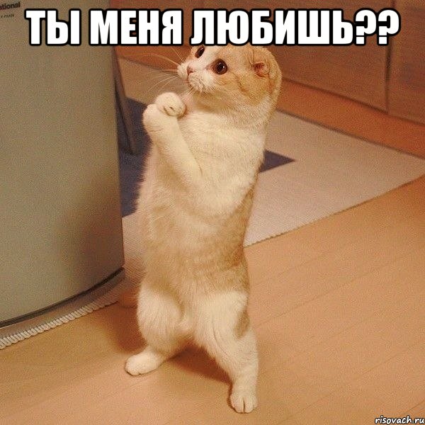 ты меня любишь?? , Мем  котэ молится