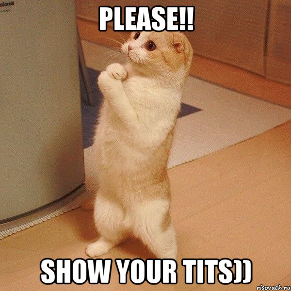 Please!! Show your tits)), Мем  котэ молится